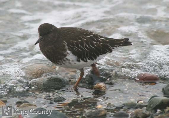 Photo of Black Turnstone - Arenaria melanocephala